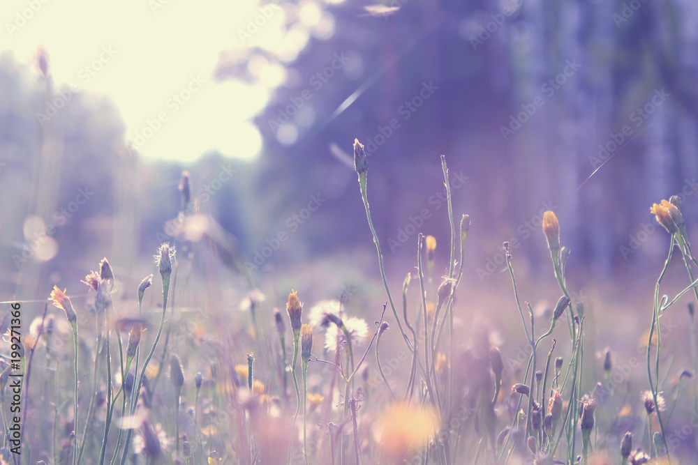 vintage meadow flowers. Spring