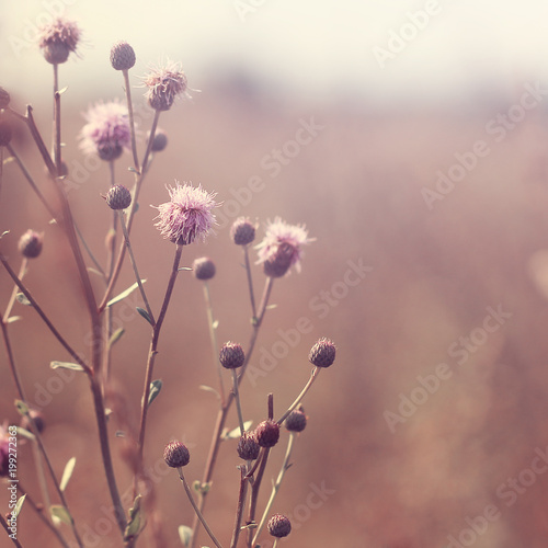 Nature. Vintage meadow flowers in field. Macro © Svetlana