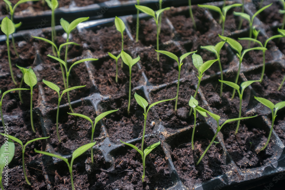 selective Close-up of green seedling.Green salad growing from seed selective Close-up of green seedling.Green salad growing from seed