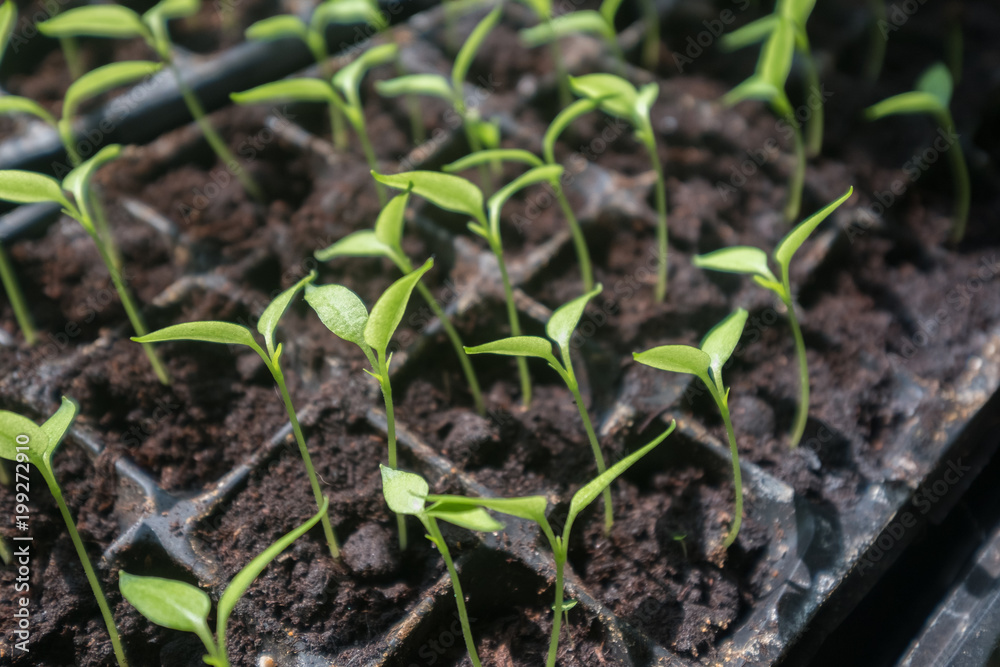 selective Close-up of green seedling.Green salad growing from seed selective Close-up of green seedling.Green salad growing from seed
