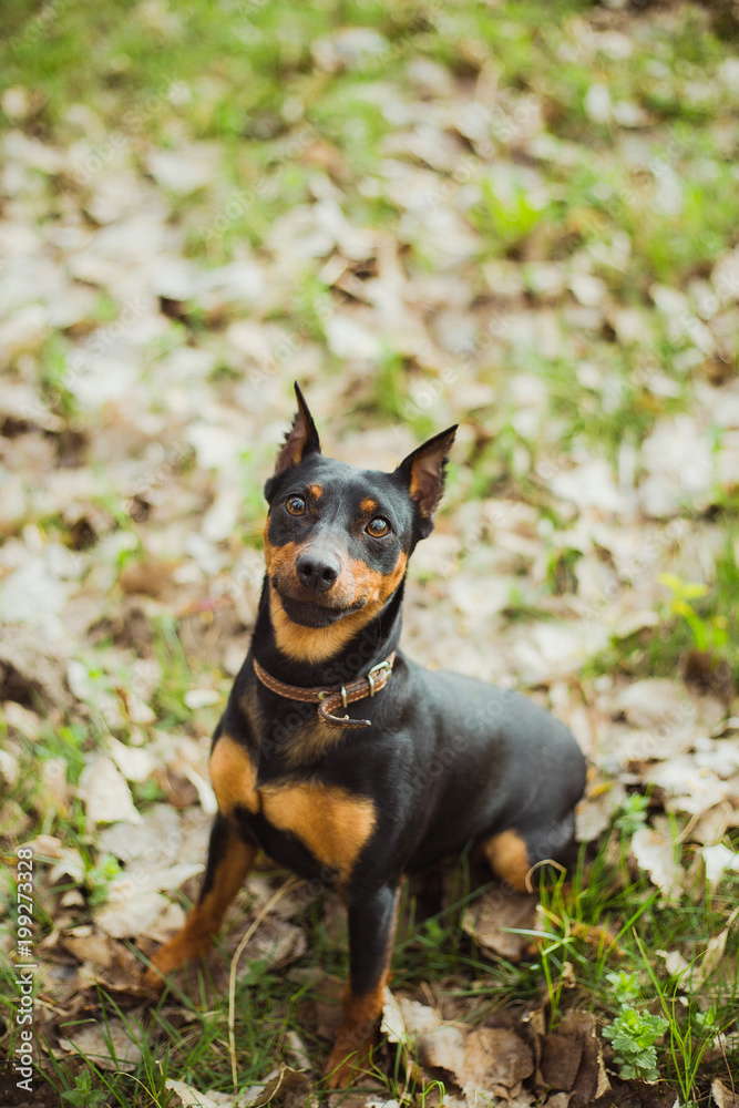Clsoeup portrait of cute small playful blackand brown miniature pinscher dog. Funny dog sits happily outdoors on grass covered with dry autumnal fall leaves. Horizontal color photography.