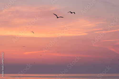 Beautiful sunrise sky over the sea with silhouettes of flying birds  Vama Veche  Black Sea  Romania