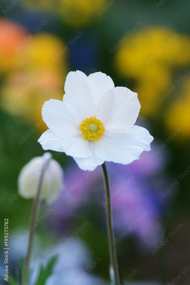 アネモネ シルベストリスの花 アネモネ シルベストリスの花