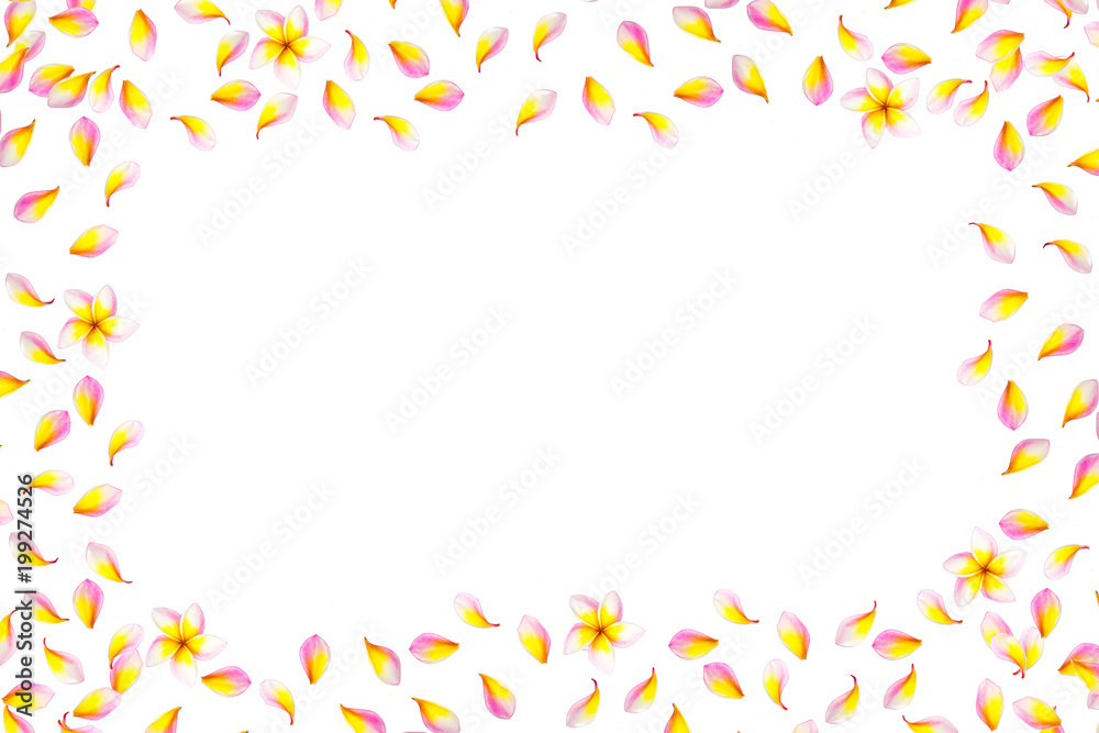 Frangipani with blank on white background. Copy space for advertising. 