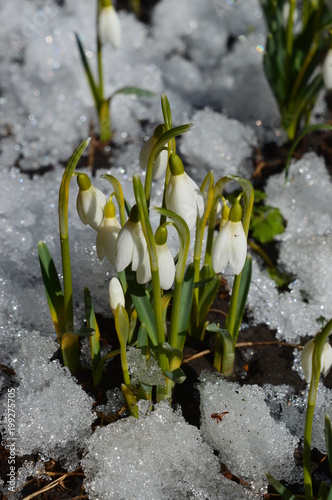 snowdrops in the snow