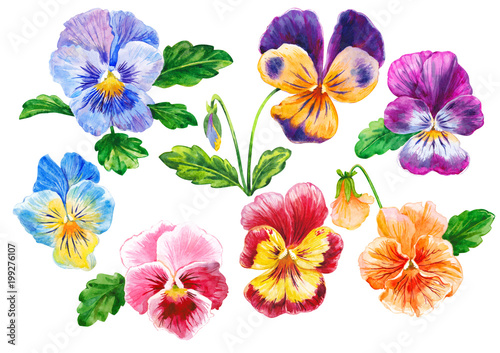 A set of violets. Colorful flowers. Watercolor.