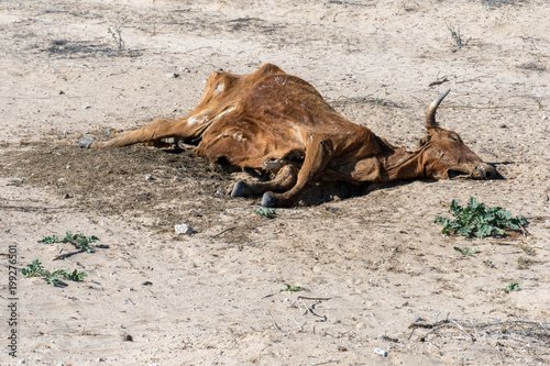 Dead cow in the desert photo