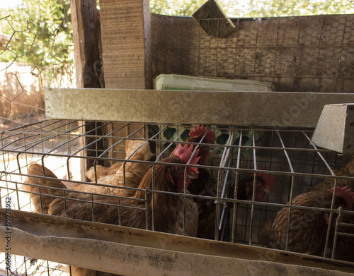 Chickens producing egg in farm in Brazil