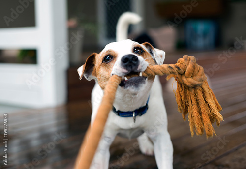 Fototapeta Naklejka Na Ścianę i Meble -  Fox terrier pulling on rope
