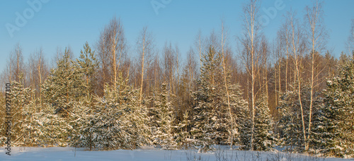 The edge of the forest on a Sunny winter day