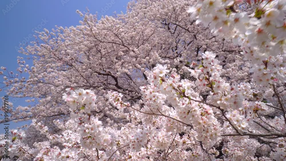 Cherry blossoms in full bloom Cherry blossoms in full bloom