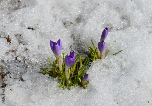 crocuses in the snow
