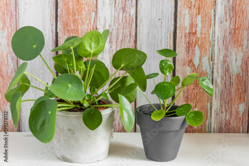 Pilea peperomioides, money plant in the pot. Isolated. Wooden background.