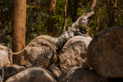 Lizard sitting on brown stone enjoying sun. Mexico. Yucatan. photo