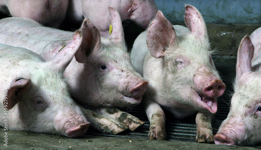 Pigs in stable. Farming