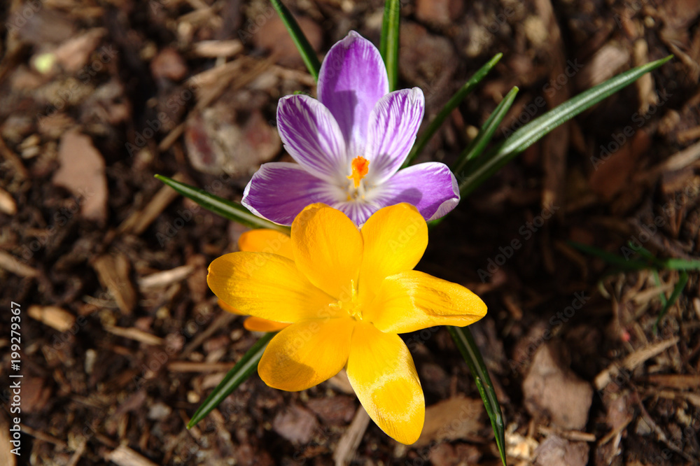 View of blooming spring flowers crocus growing in wildlife. Purple and yellow crocus growing. View of blooming spring flowers crocus growing in wildlife. Purple and yellow crocus growing.