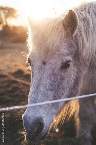 Horse against sunset