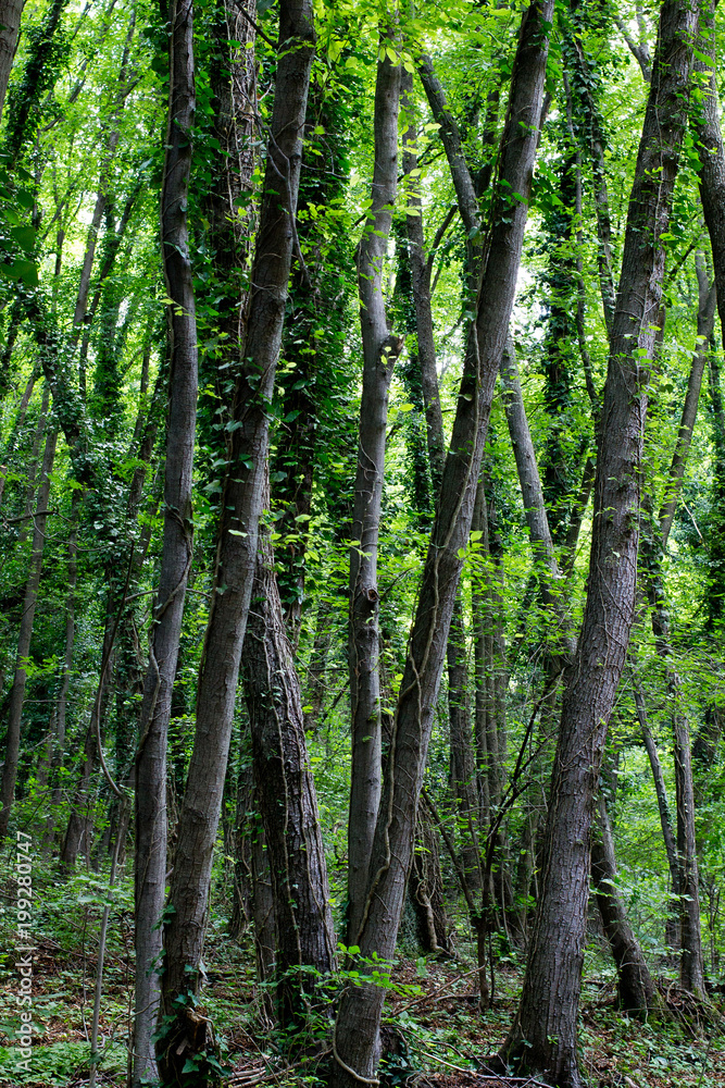 foresta foresta