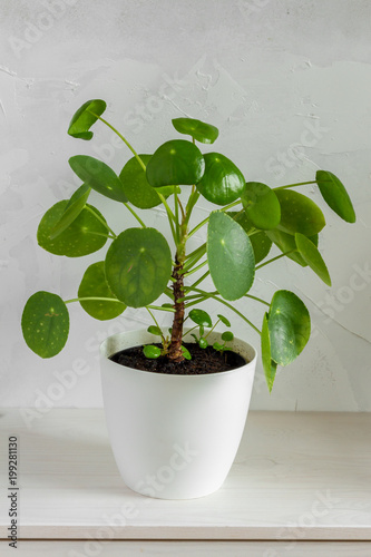 Pilea peperomioides, money plant in the pot. Isolated. White background.