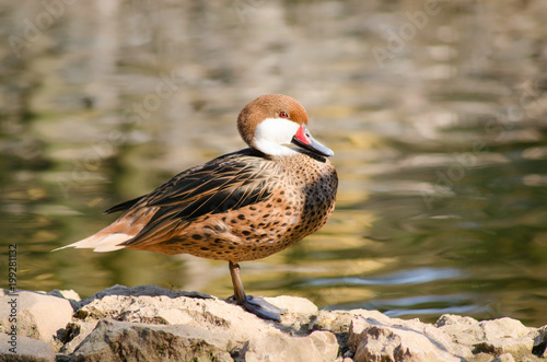 White-cheeked pintail (Anas bahamensis)