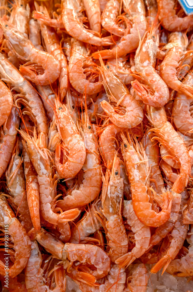shrimps shrimps