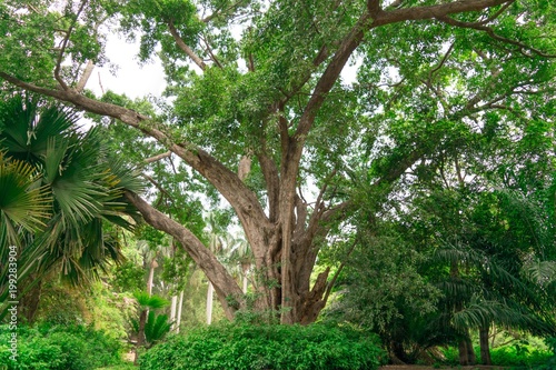 Image Of Old Gree Trees  Shot at  Lalbagh