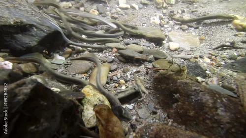 Underwater video of European Brook lamprey (Lampetra planeri) a frashwater species that exclusively inhabits freshwater environments. Spawning group of Lamprey in the clean mountain river habitat. photo