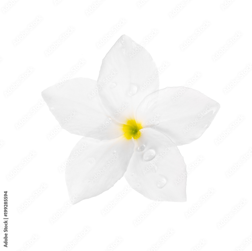 White flowers isolated on white background White flowers isolated on white background
