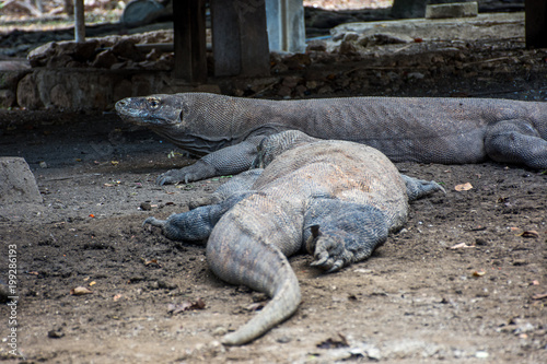 Komodo dragon.