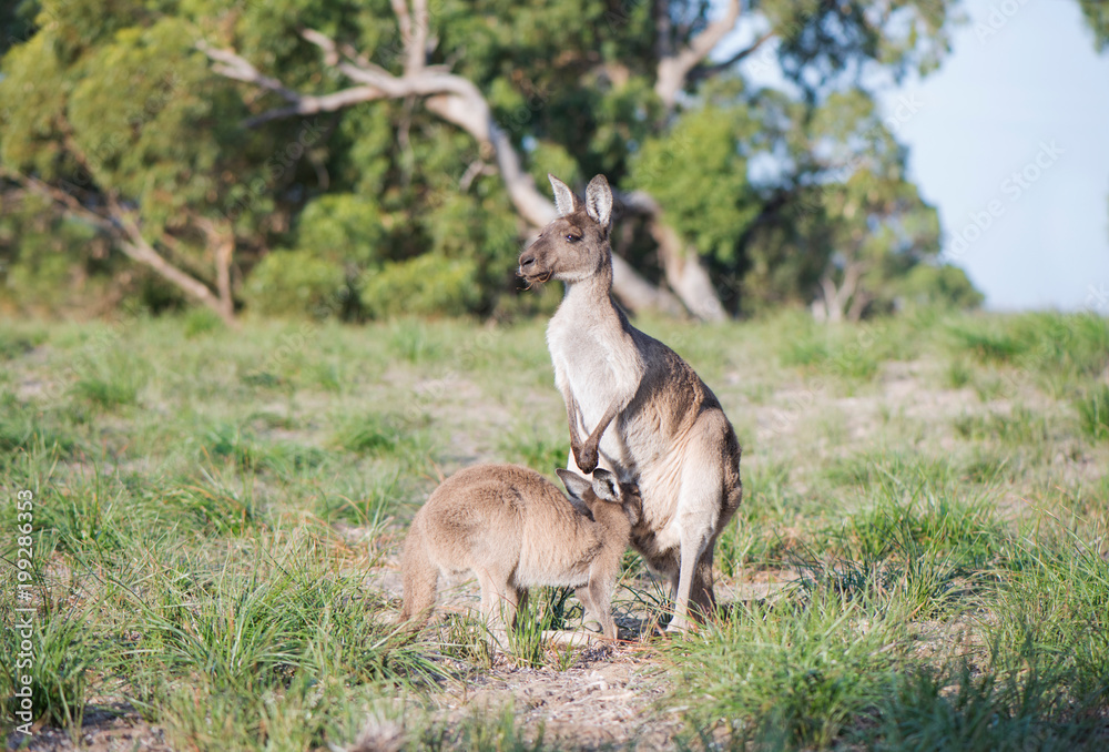 Large joey trying to get into kangaroo pouch Large joey trying to get into kangaroo pouch