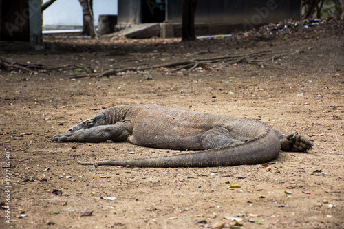 Komodo dragon.