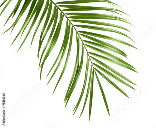 Tropical sago palm tree leaves isolated on white