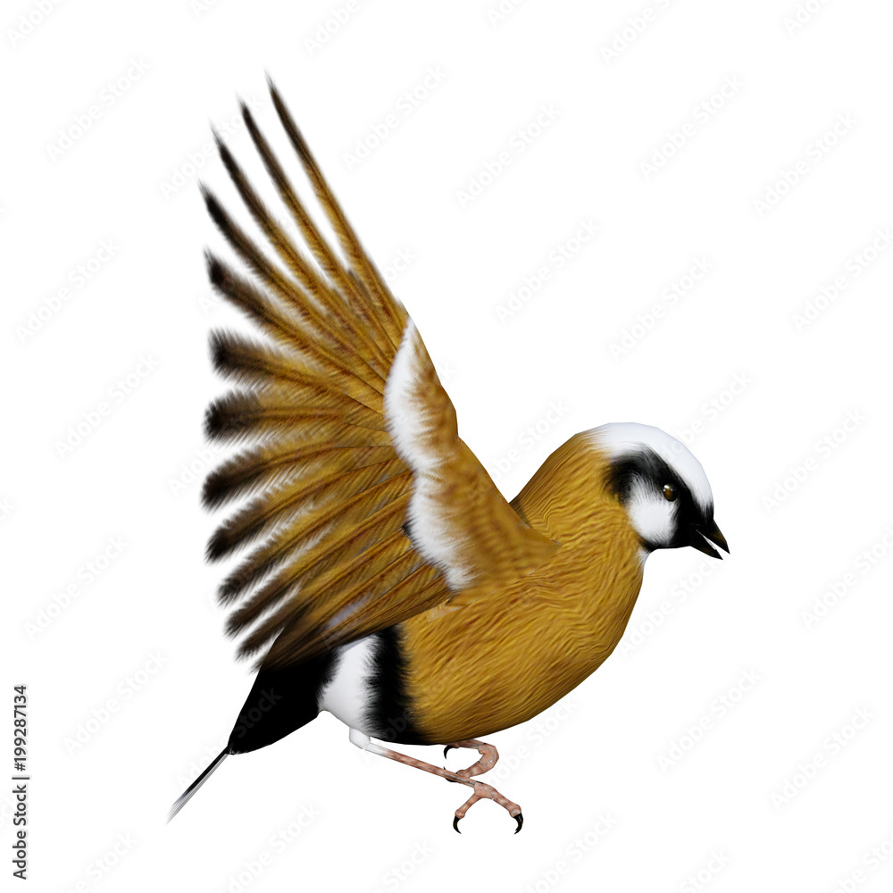 Obraz premium 3D Rendering Parson Finch Bird on White
