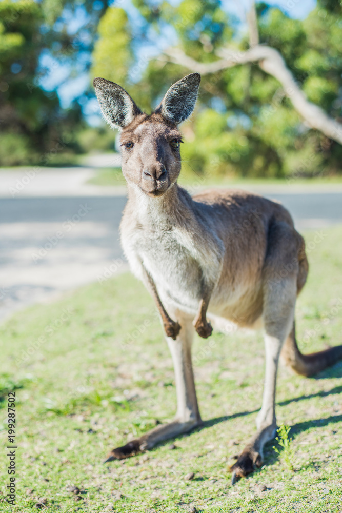 Fototapeta premium Kangaroo looking into camera on a suburban street