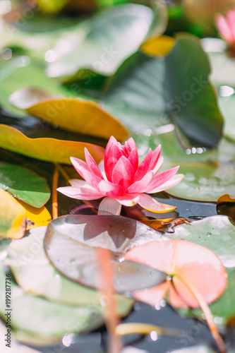 Lovely pink waterlilia in the river. photo