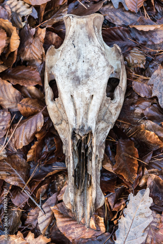 Skull of dead cervid in a forest in autumn