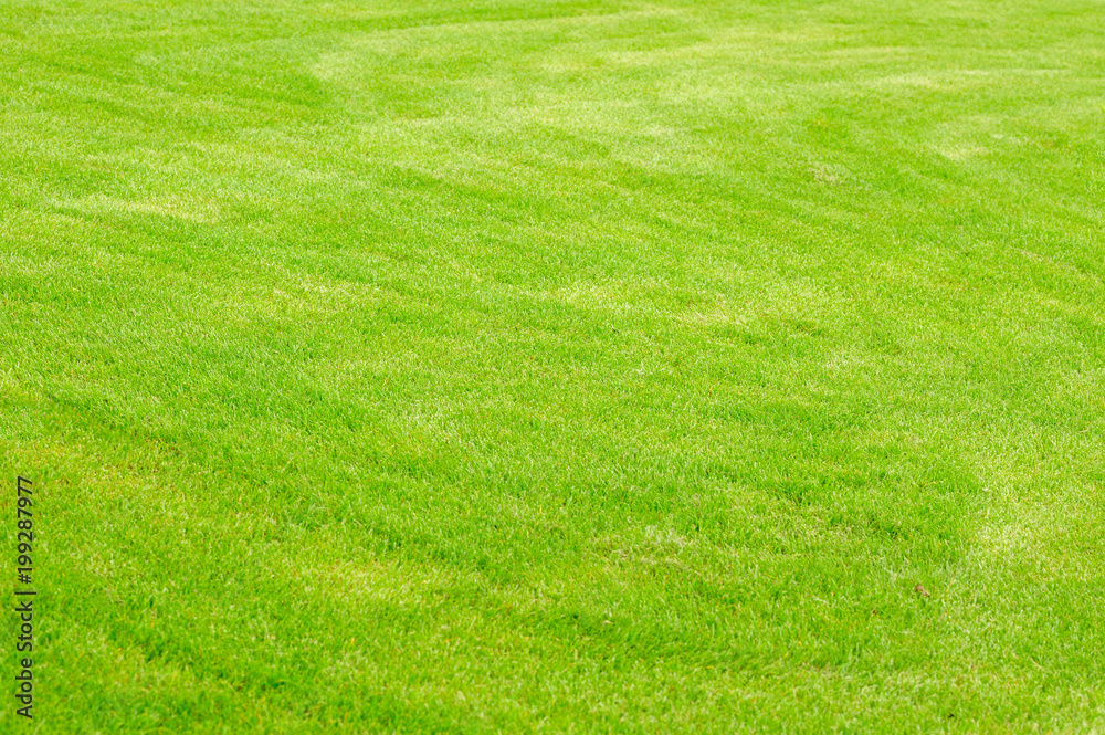 Green grass texture. Fresh green grass texture good to use as a background or wallpaper. Green grass texture. Fresh green grass texture good to use as a background or wallpaper.