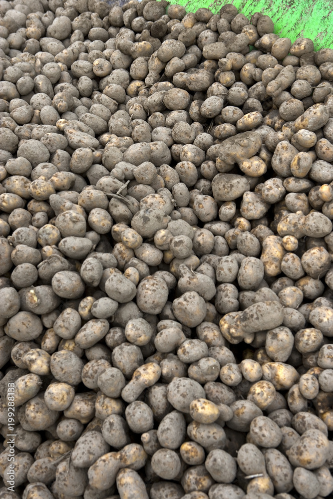 Potatoes Potatoes