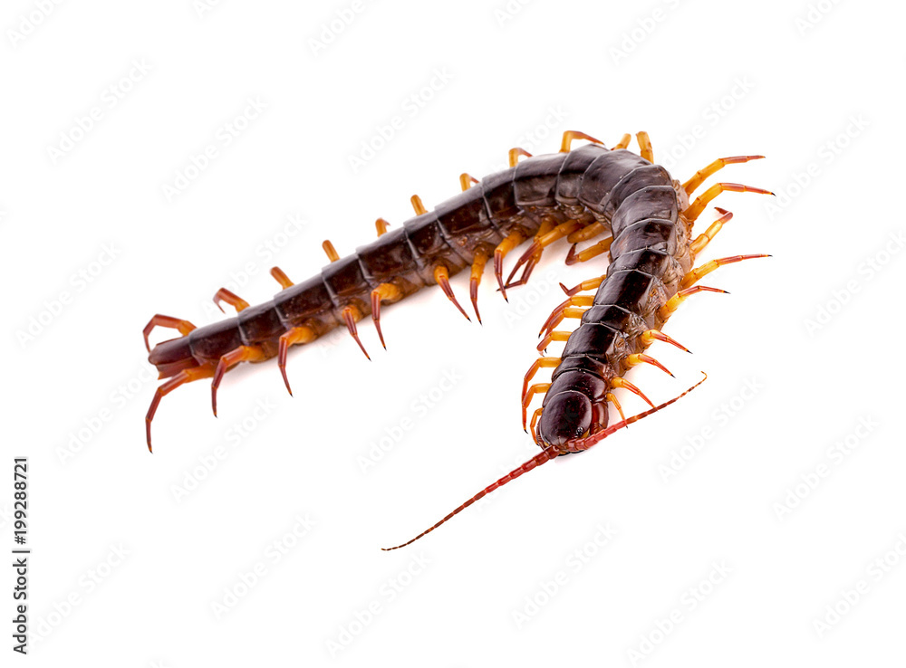 Fototapeta premium centipede on white background