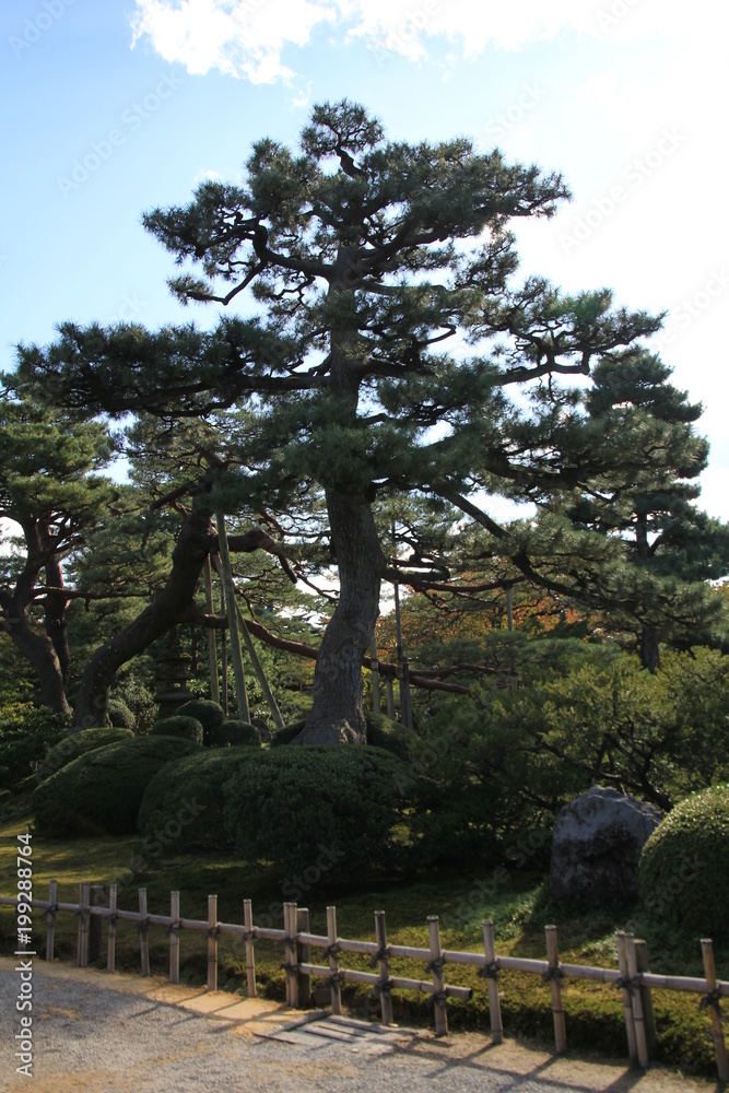 Fototapeta premium 兼六園 松の木
