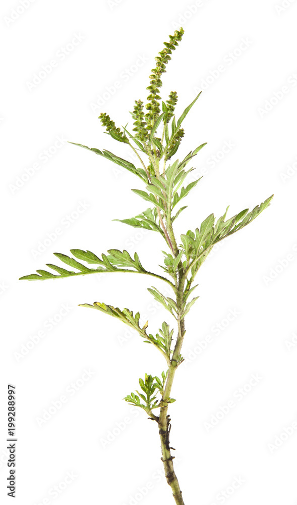 ambrosia isolated on white background