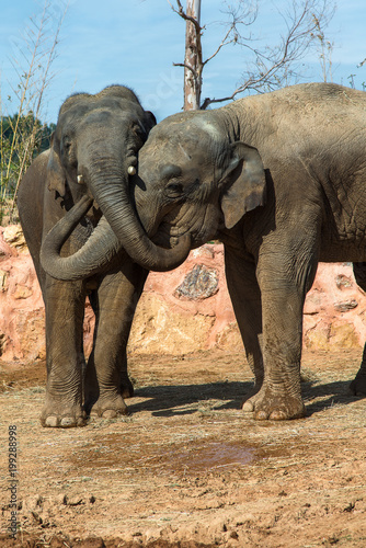 Canvas Print Two elephants hug each other with their trunks.