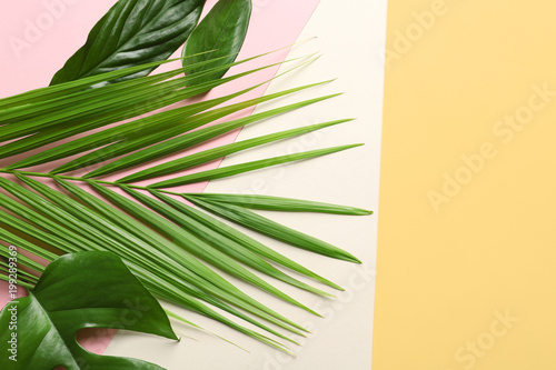 Different tropical leaves on color background, top view