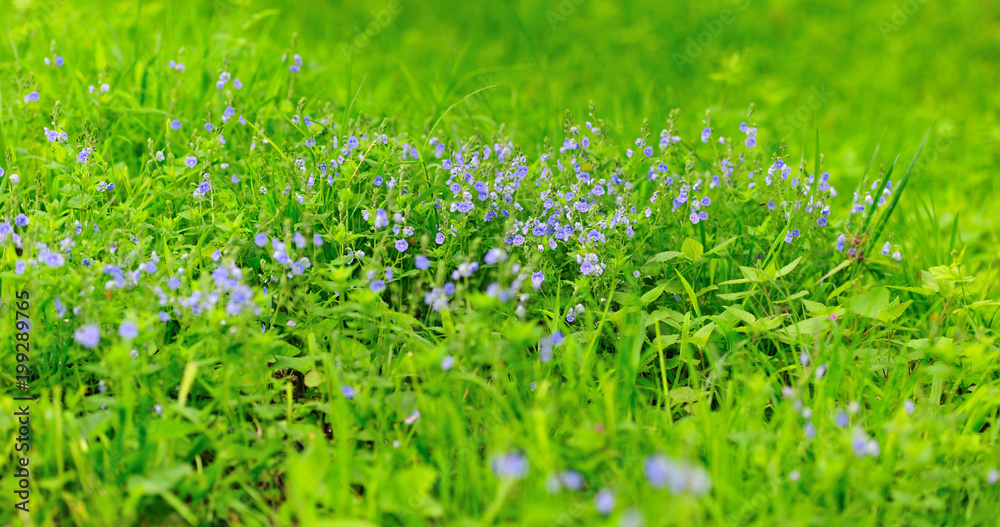 Spring season. Green grass field details in spring season. Spring season. Green grass field details in spring season.