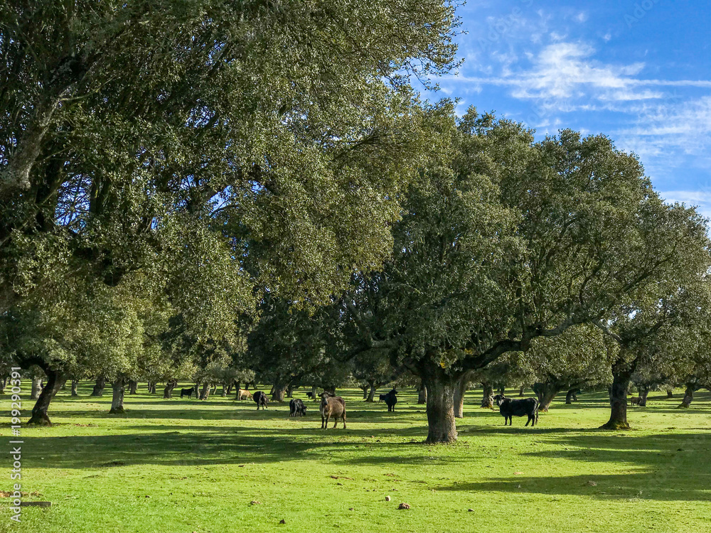 A group of cows grazin in the pasture with holm oaks and blue cloudy sky in Spain A group of cows grazin in the pasture with holm oaks and blue cloudy sky in Spain