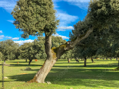 A group of cows grazin in the pasture with holm oaks and blue cloudy sky in Spain photo