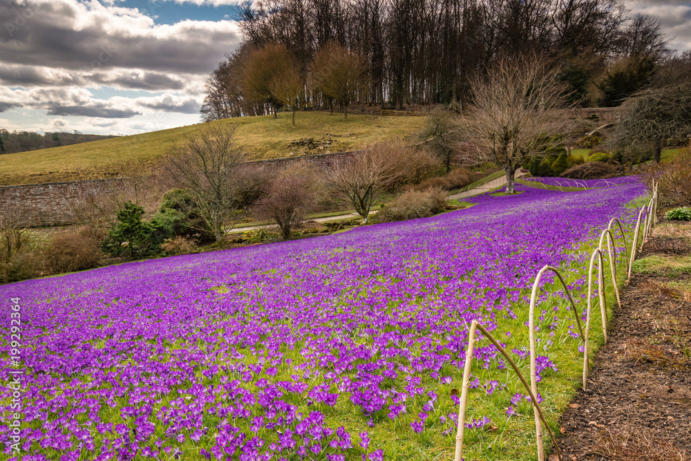 Obraz premium Lawn of Purple Crocuses / An early springtime scene of purple crocuses carpeting a lawned area in Northumberland