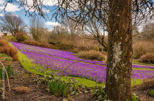 Carpet of purple Crocus / An early springtime scene of purple crocuses carpeting a lawned area in Northumberland photo