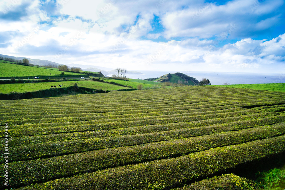Amazing landscape of Tea plantations in San Miguel islands, Azores. There are only one tea plantations of Europe