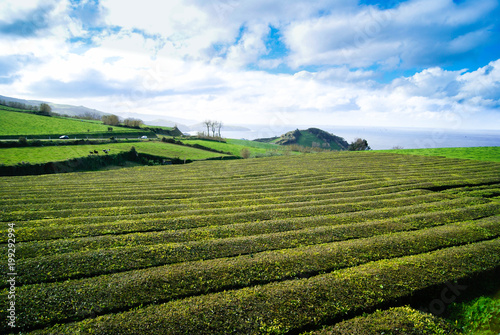 Amazing landscape of Tea plantations in San Miguel islands  Azores. There are only one tea plantations of Europe